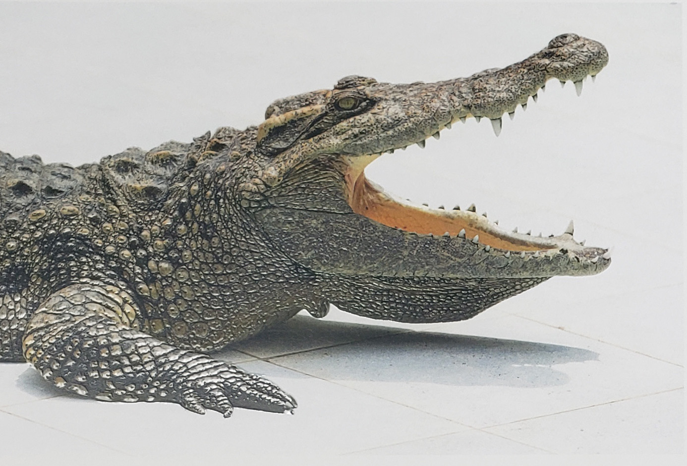 SpotUVAlligator_TexasBinderyService